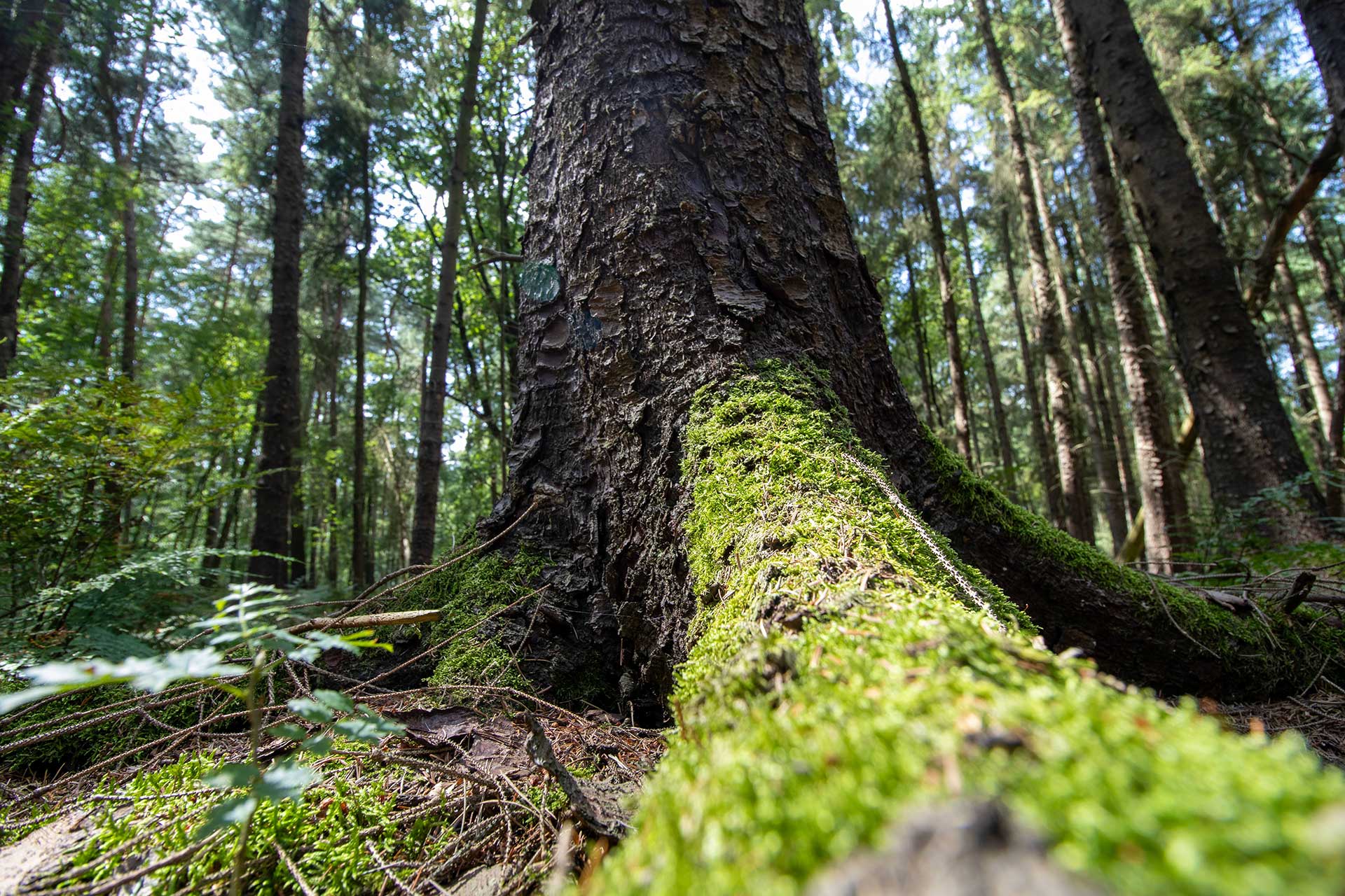 Nahaufnahme Moosbewuchs eines Baums