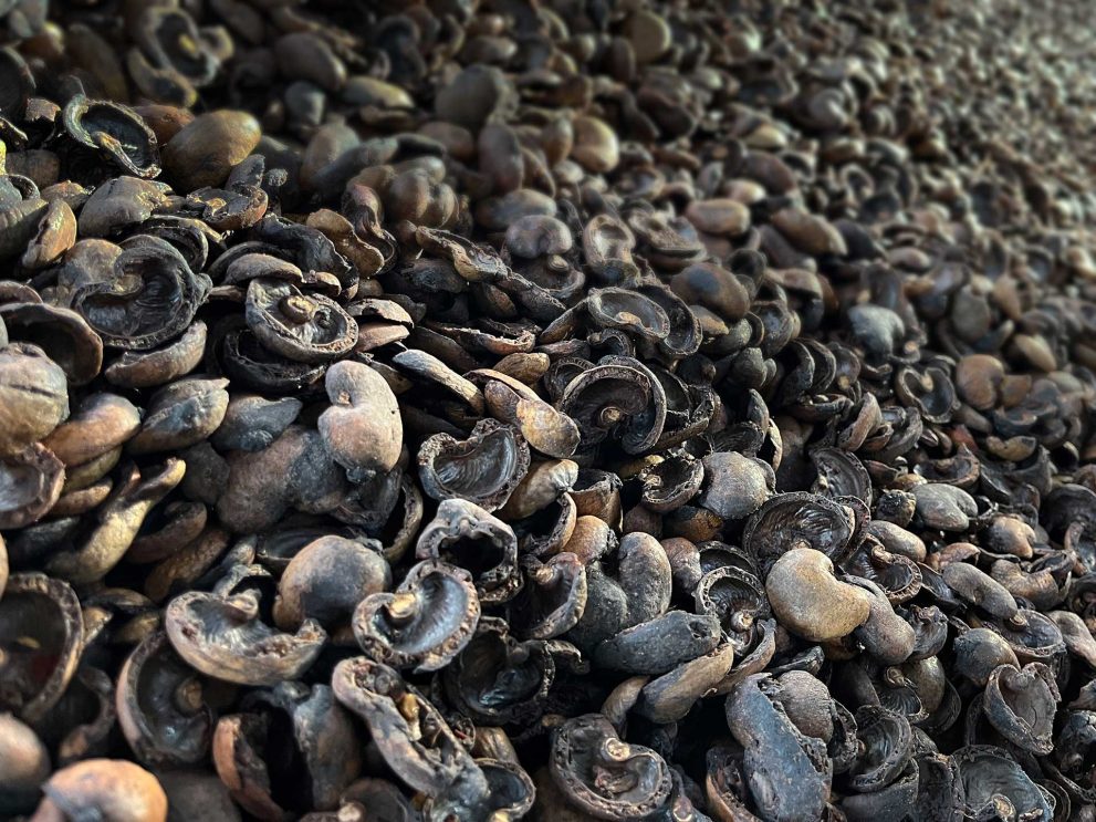 Cashewnötsskal Cashewnötsskal