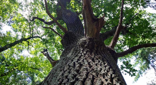 Baum im Wald aus der Froschperspektive Richtung Krone fotografiert, durch die Blätter ist der Himmel erkennbar, Baumstamm im Vordergrund als Sinnbild für die EUDR und Nachhaltigkeit